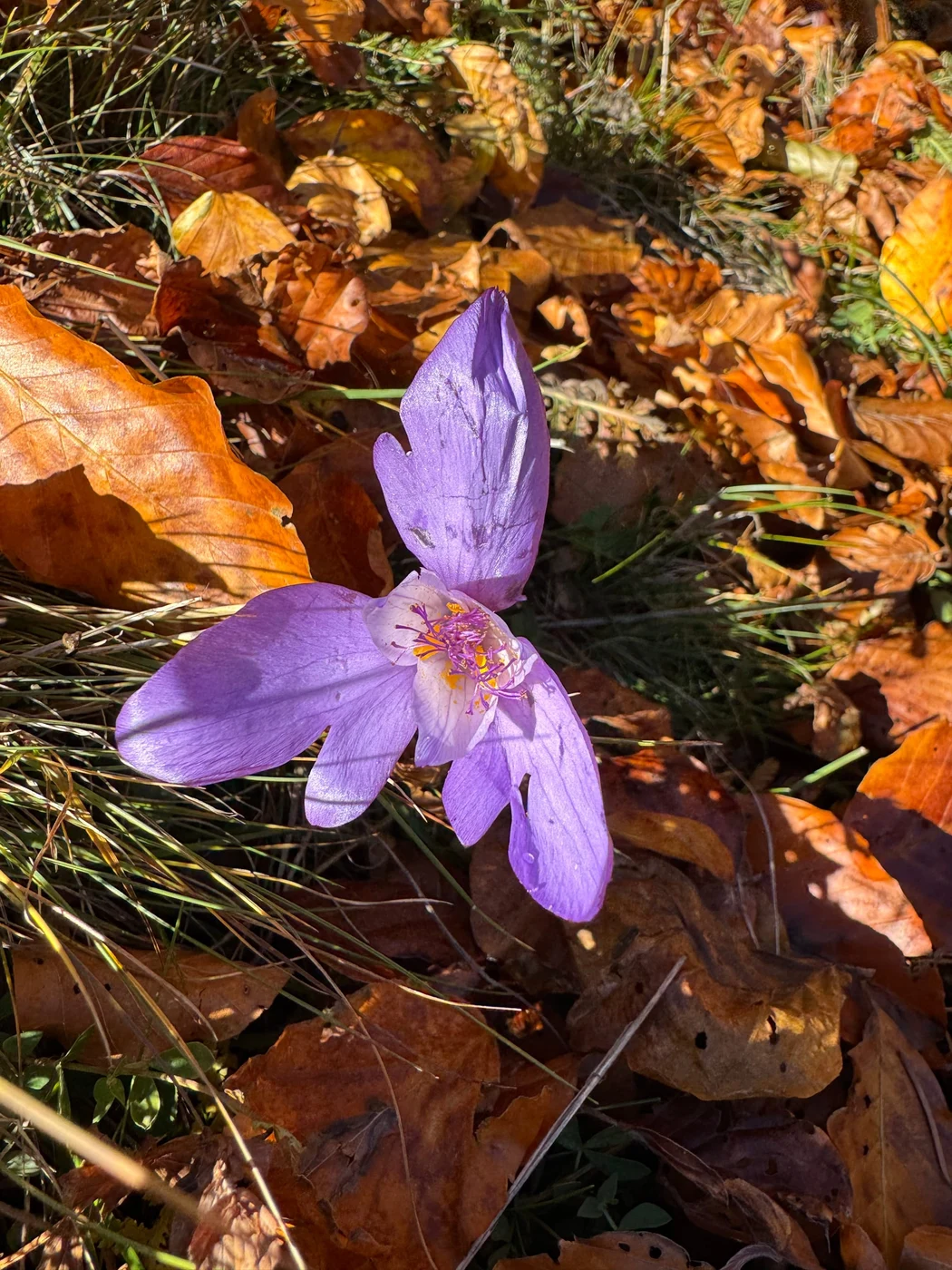 Imagine galerie articol