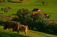 Animalul periculos care se răspândește tot mai mult pe teritoriul României. Oamenii nu-și mai găsesc liniștea de frică: „Atacă vânatul, ce prind, tot distrug / Am auzit zgomote, zbierau, pe la 3 dimineața, am ieșit cu lanterna”