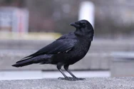 Un experiment cu două ciori a uimit oamenii de știință. Ce au descoperit cercetătorii în creierul păsărilor