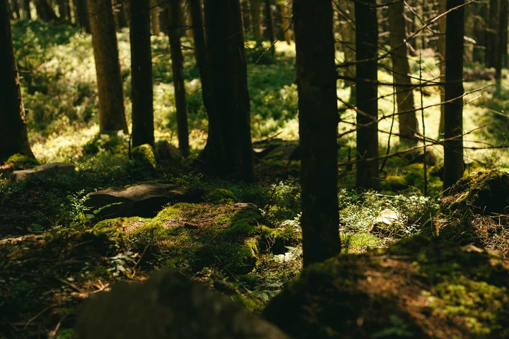 Sunt numiți zombie sau demoni. Animalele din pădure care au suferit malformații majore. Un virus i-a făcut de nerecunoscut