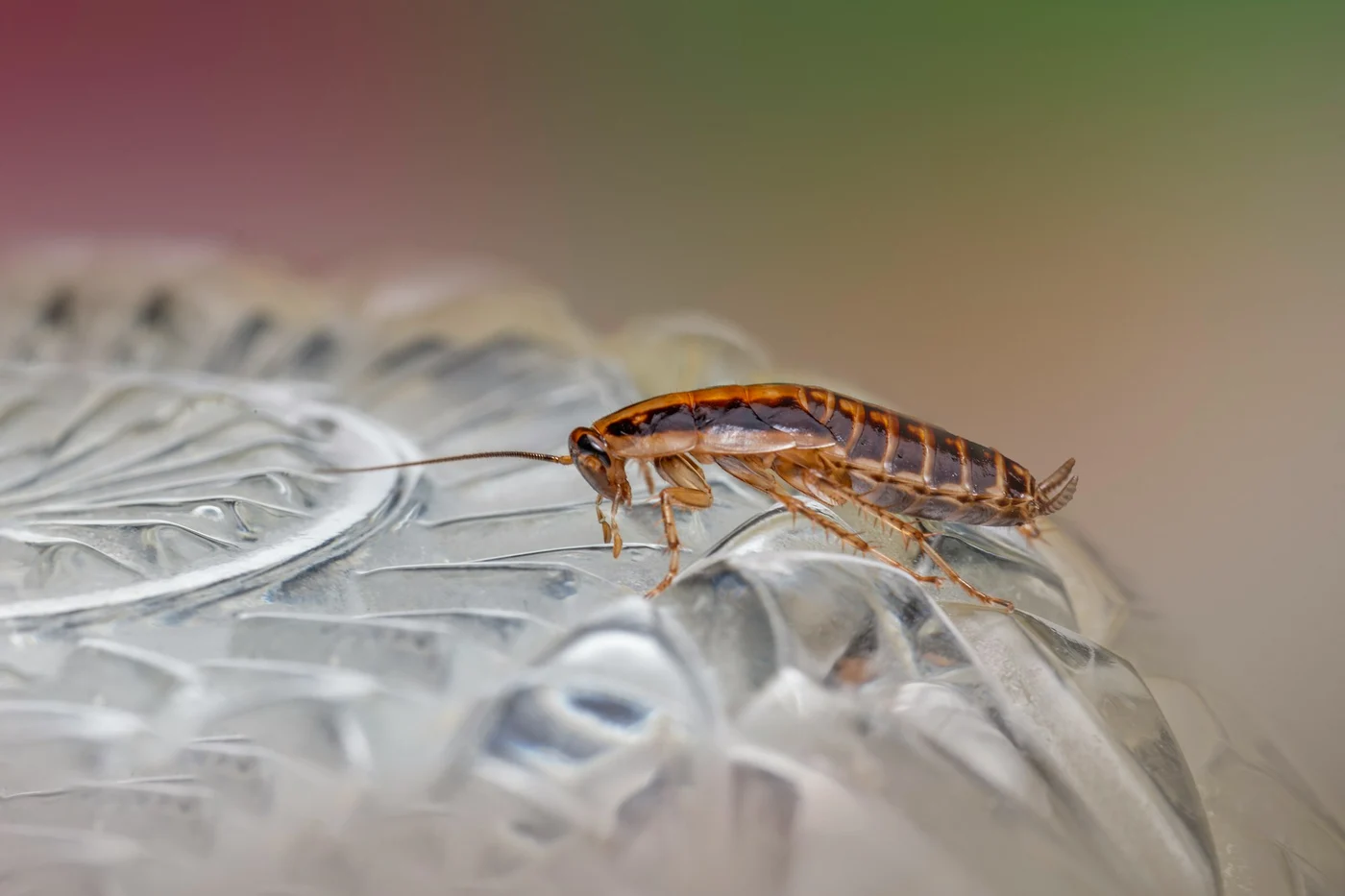 Gândacii de bucătărie sunt o problemă în multe gospodării. sursa foto: Unsplash