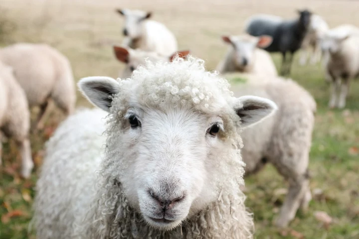 Scene de groază într-un apartament din Berlin: un român a omorât cu sânge rece mai multe oi furate dintr-un parc natural