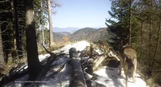 Imagini incredibile din natură: Ce animale au fost surprinse de camerele montate în pădurile din Piatra Craiului