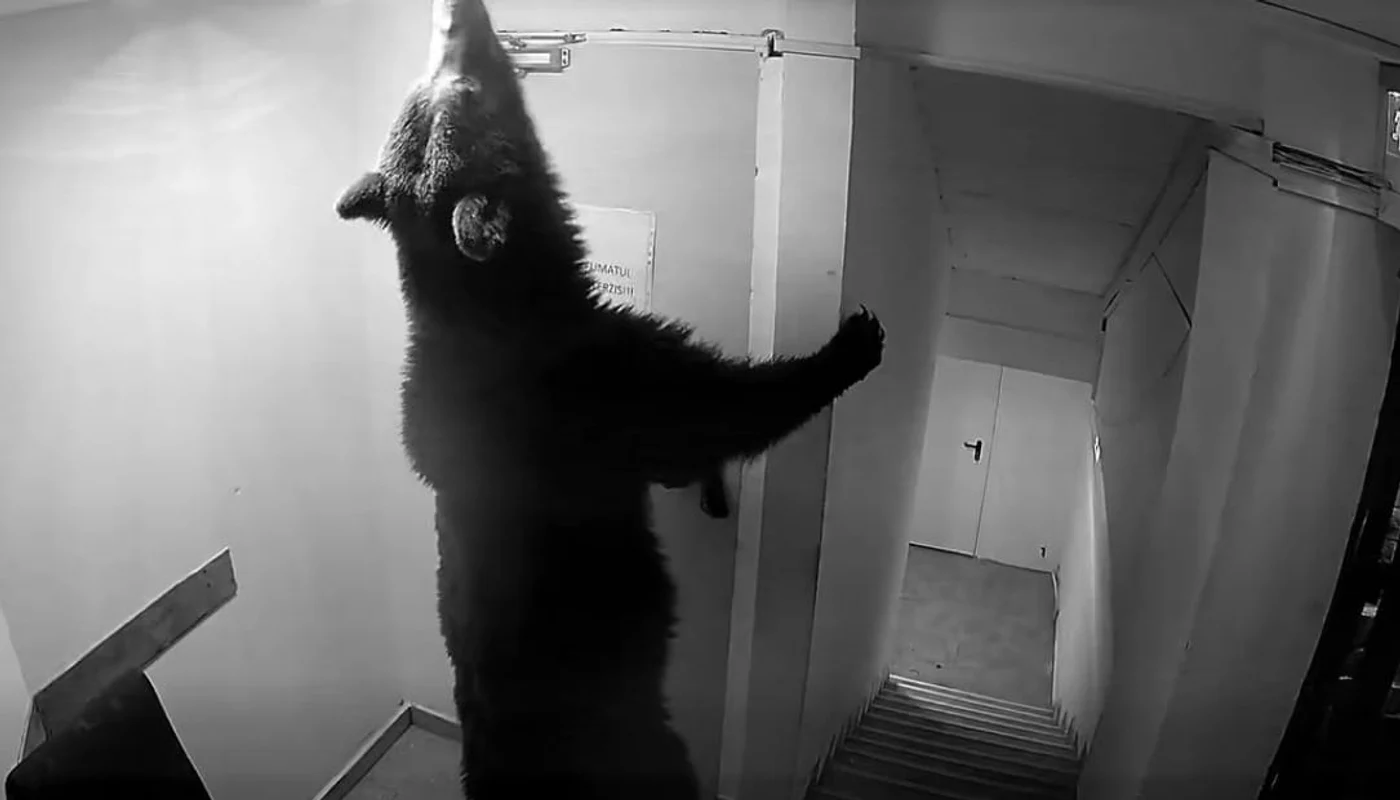 Ursul s-a jucat cu ușa de la intrare minute bune. Foto: captură video