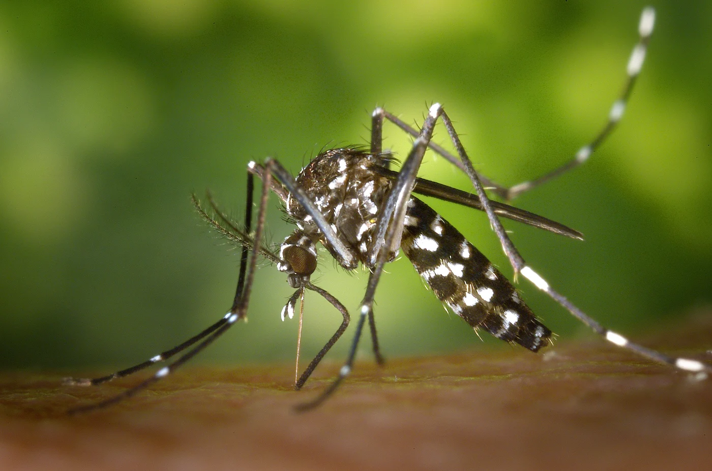 Sursă foto: https://en.wikipedia.org/wiki/Aedes_albopictus