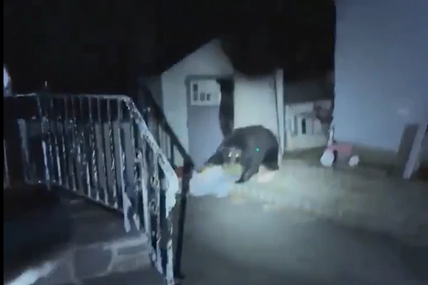 Modul neobișnuit prin care un bărbat a alungat ursul din curtea sa