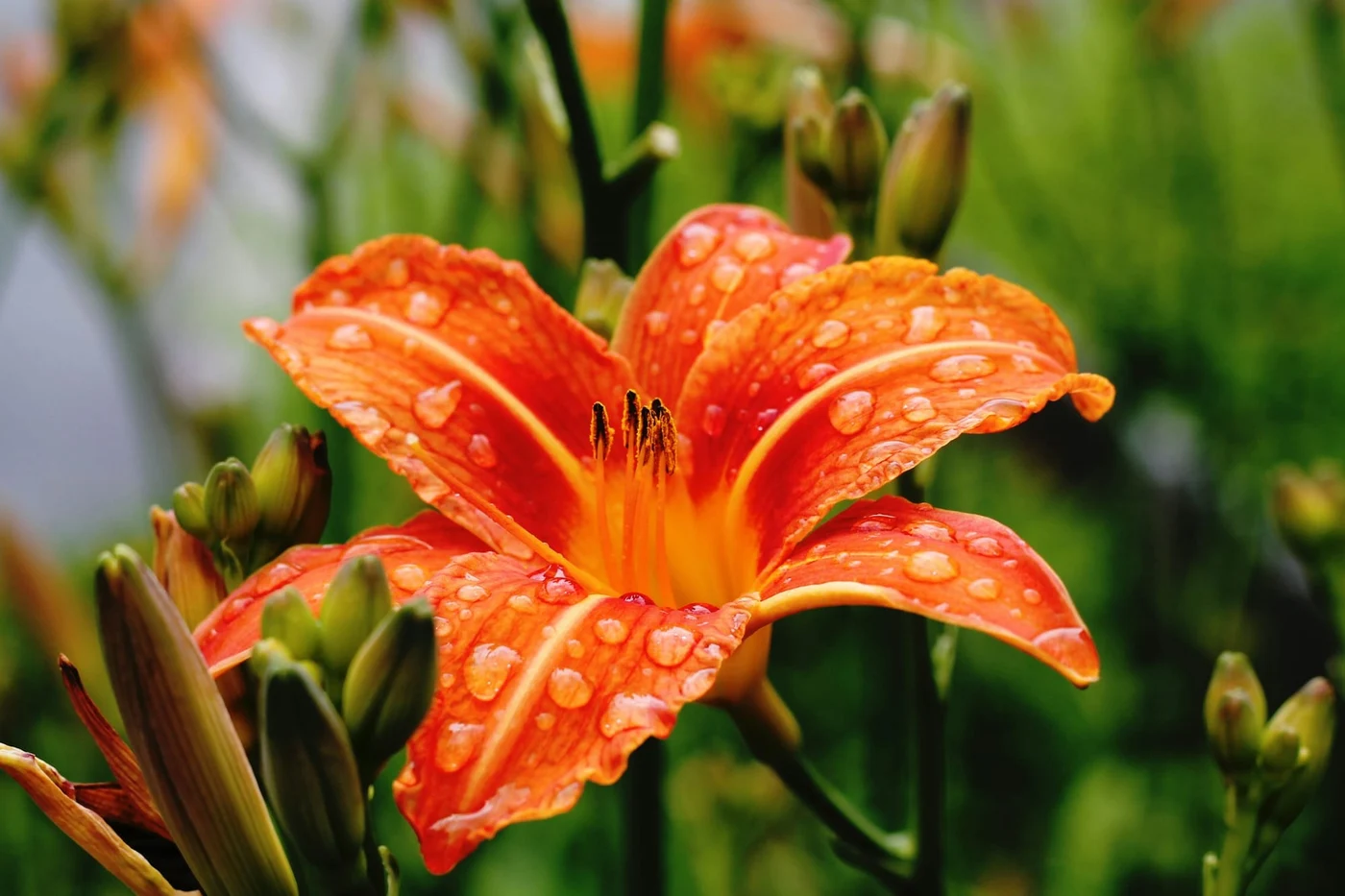 Această floare perenă aparține genului Lilium și se găsește într-o varietate de culori – de la alb și roz până la portocaliu și galben. Crinii sunt apreciați nu doar pentru aspectul lor decorativ, ci și pentru parfumul intens, dulce și ușor exotic. Au o tulpină dreaptă și înaltă, iar florile pot fi orientate în sus, în jos sau în lateral, în funcție de soi. Foto: Unsplesh.com