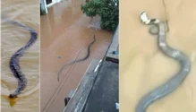 Un șarpe veninos de mari dimensiuni, scăpat în apele inundațiilor