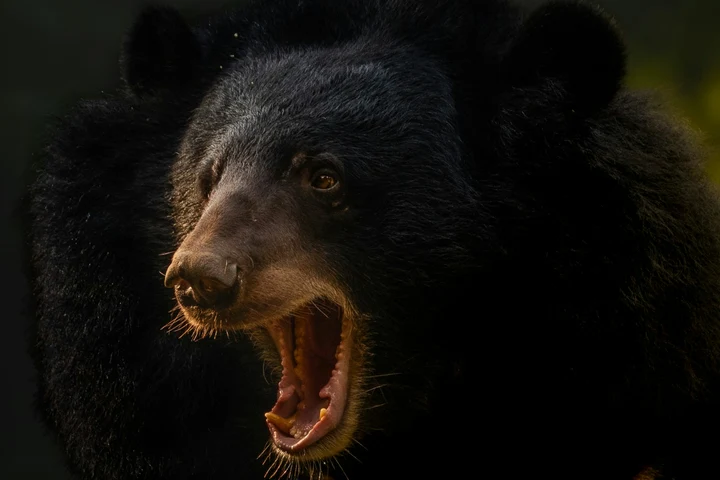 Momente de groază după ce un bărbat a fost atacat de un urs furios în fața mai multor oameni, printre care și copii: „Am simțit că nu scap!” VIDEO