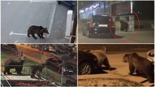 Urșii revin în orașele de munte și bagă spaima în localnici: „Nu mai ieșim din case după lăsarea serii”