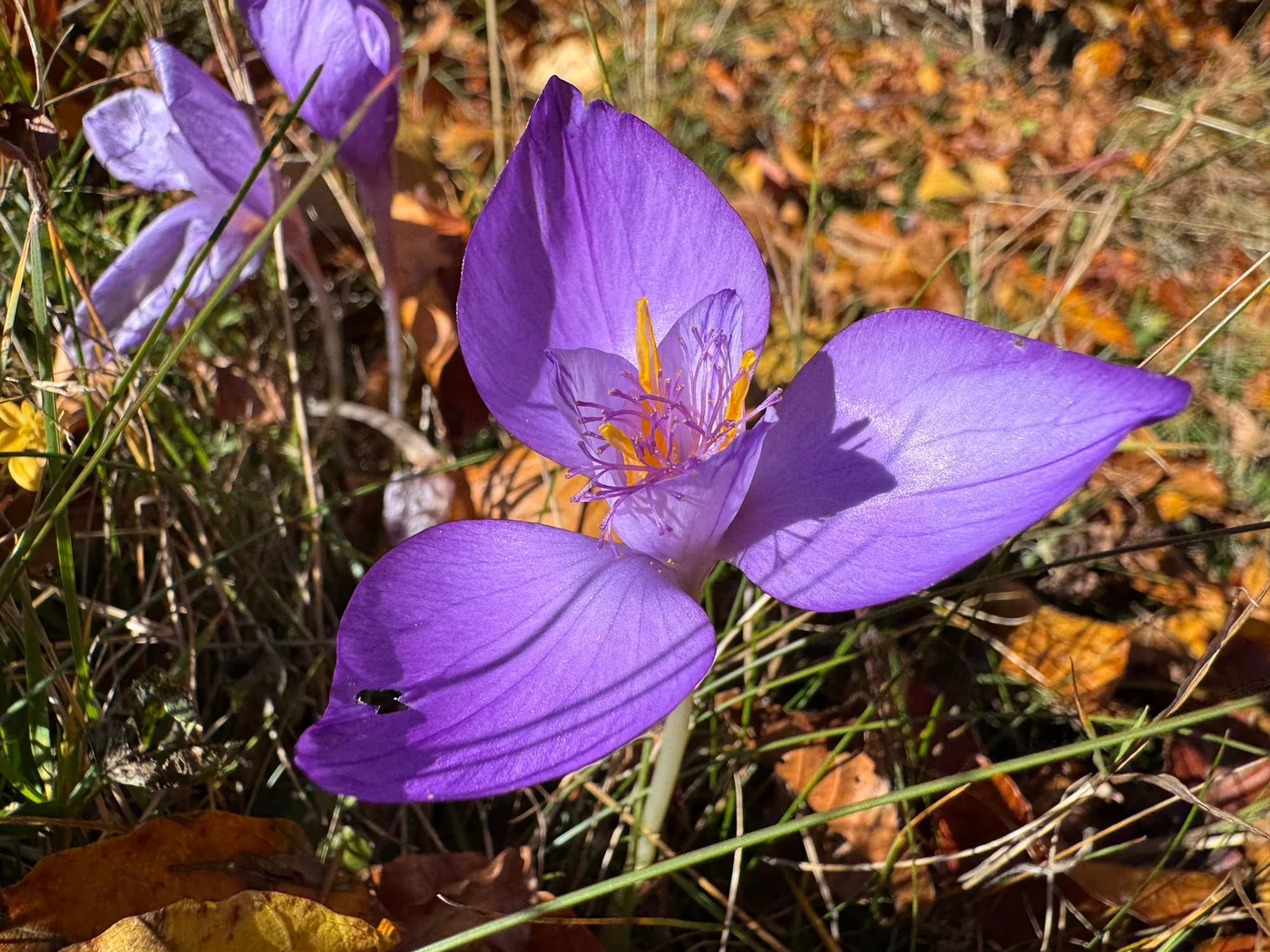 Imagine galerie articol