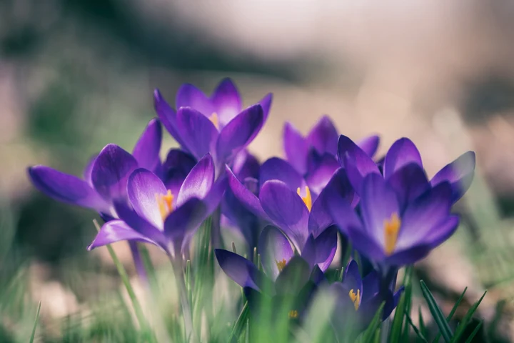 Mare grijă! A apărut brândușa de toamnă, o plantă superbă, dar otrăvitoare. La copii poate cauza chiar și moarte