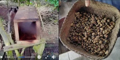Un vlogger român aflat în Bali a filmat cum se produce cea mai scumpă cafele din lume. Un kilogram costă 1.300 de dolari: „E o cafea ce a trecut prin intestinele unei spurcăciuni”