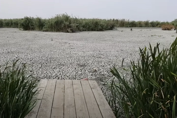 Delta Neajlovului din Parcul Natural Comana a secat - VIDEO