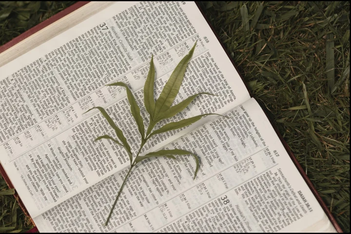 Planta menționată în Biblie și Coran despre care tradițiile spun că vindecă orice boală