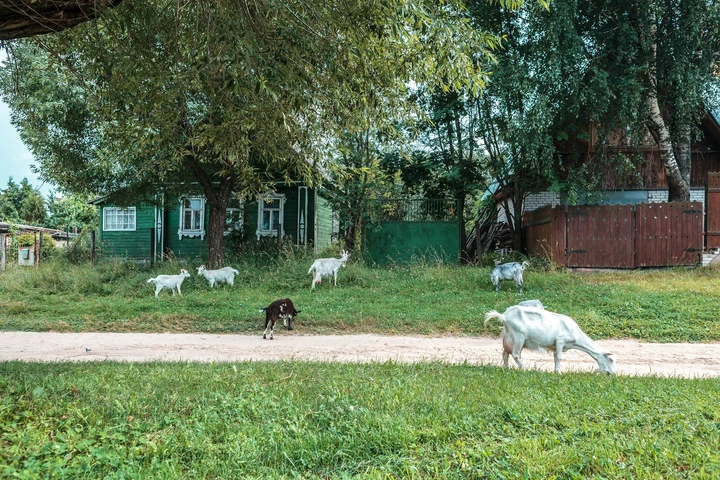 Buruiana de la marginea drumului cu care femeile pot trata peste 39 de afecțiuni cronice. I se zice și planta femeilor