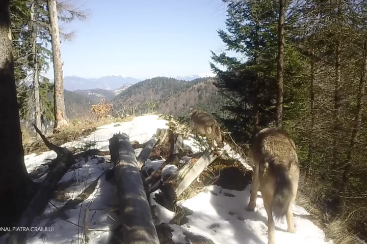 Imagini incredibile din natură: Ce animale au fost surprinse de camerele montate în pădurile din Piatra Craiului