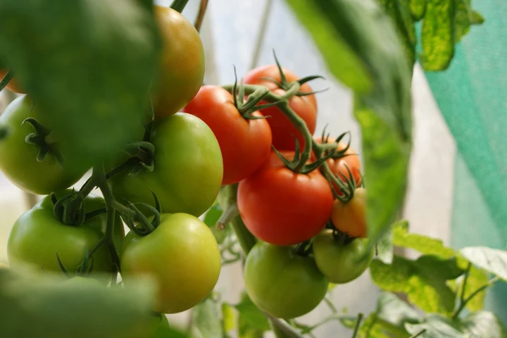Insecta care-ți distruge roșiile din grădină. Cum să scapi fără insecticid de tuta absolută, molia tomatelor