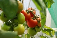 Insecta care-ți distruge roșiile din grădină. Cum să scapi fără insecticid de tuta absolută, molia tomatelor