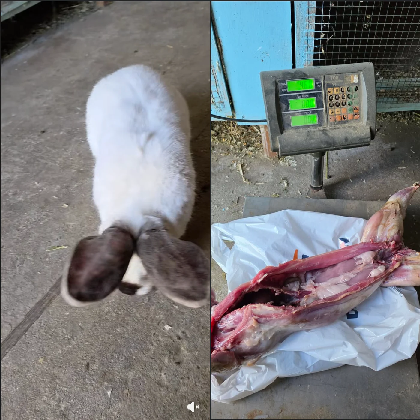 Imagine galerie articol