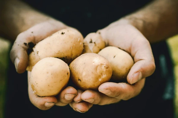 Cât de nocivi sunt cartofii verzi sau încolțiți. Conțin o toxină extrem de periculoasă pentru organism
