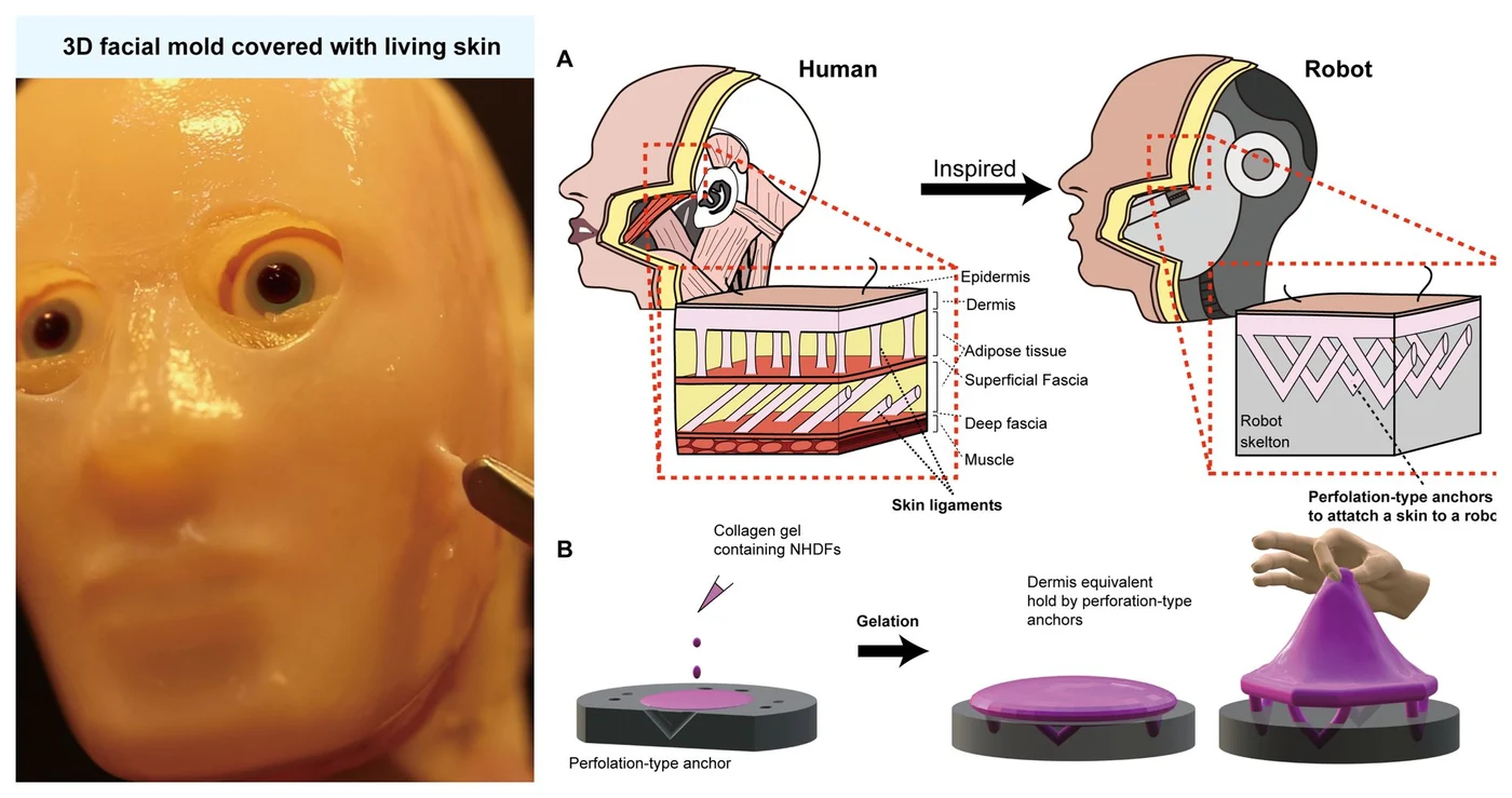 Cercetătorii explică cum au realizat fața unui robot din celule umane vii. Foto: Takeuchi et al. CC-BY-ND