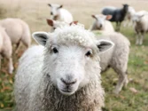 Scene de groază într-un apartament din Berlin: un român a omorât cu sânge rece mai multe oi furate dintr-un parc natural