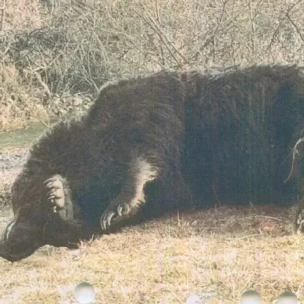 Cel mai mare urs din România, ucis de un prinț austriac