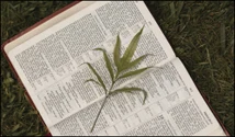Planta menționată în Biblie și Coran despre care tradițiile spun că vindecă orice boală