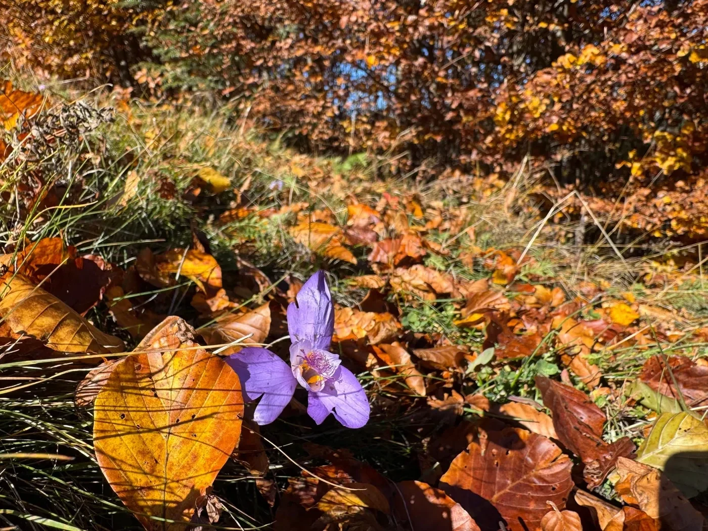 Imagine galerie articol