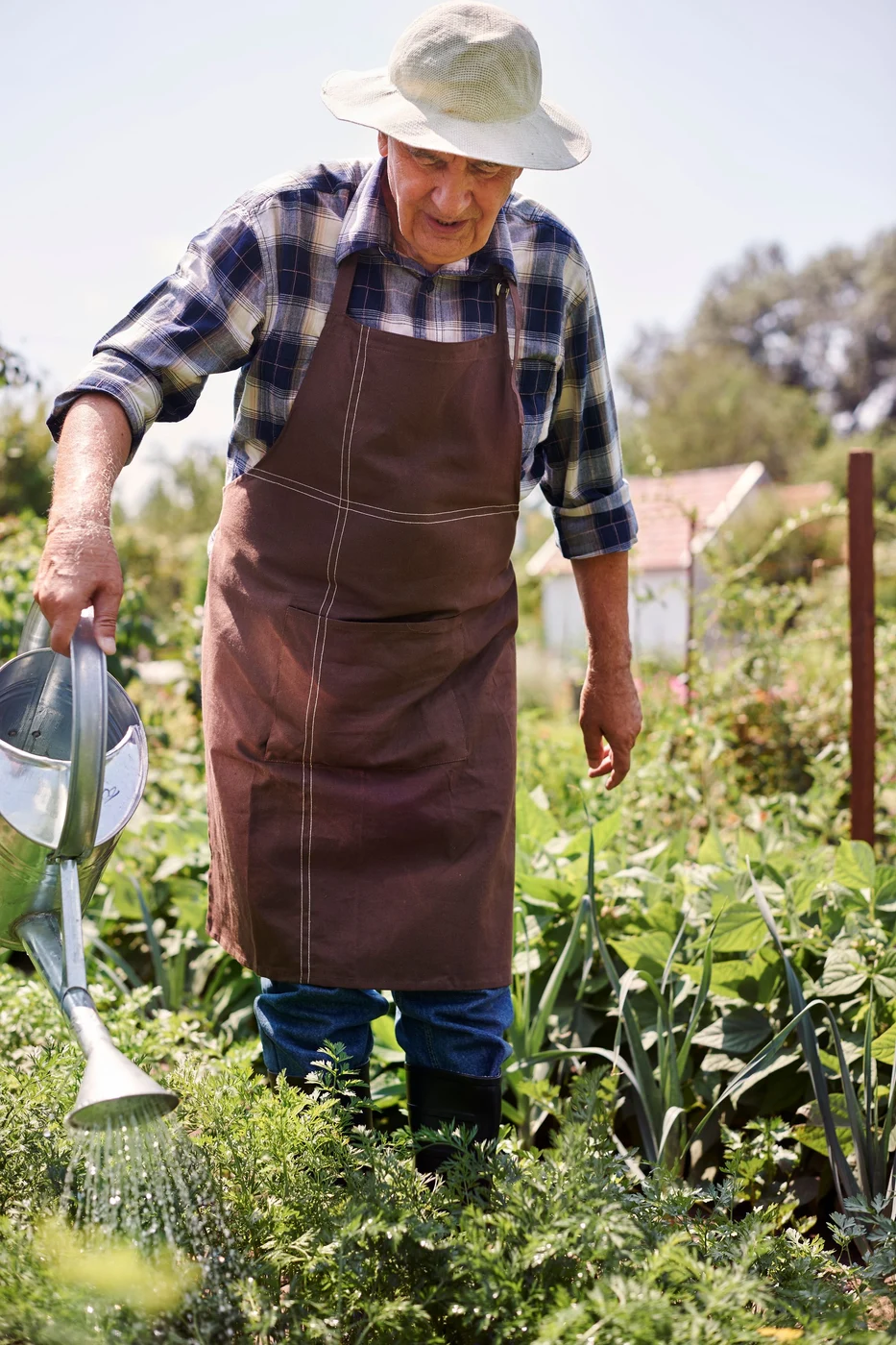 Roinița, sau lămâița, poate fi cultivată și în grădini. Sursa foto: Freepik.com