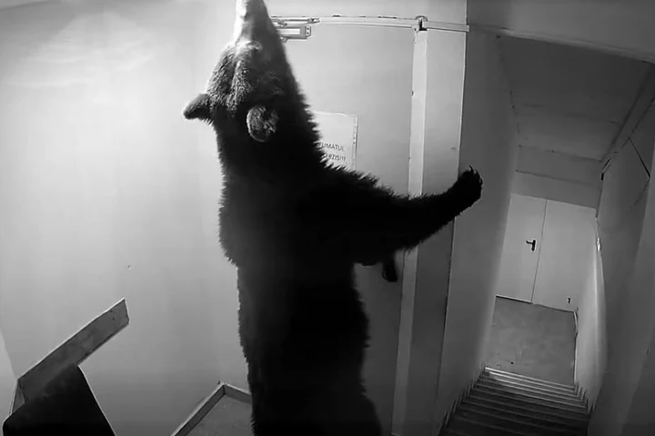 Ursul care „s-a cazat” într-un hotel din Poiana Brașov a devenit viral. Video amuzant din interior