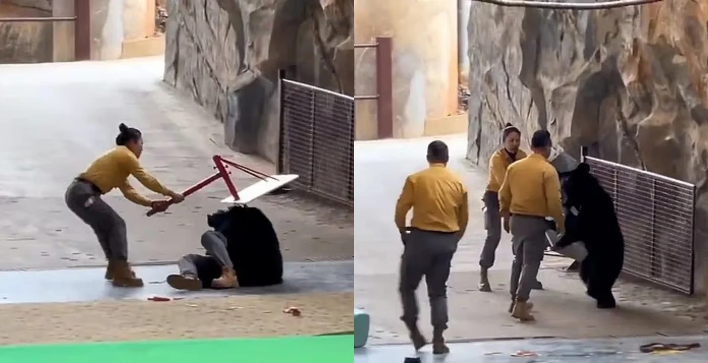 Atacul ursului s-a produs în China