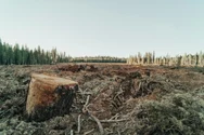 Alertă în pădurile Brașovului: mii de arbori, tăiați ilegal. Cine fură copacii și vinde lemn la negru