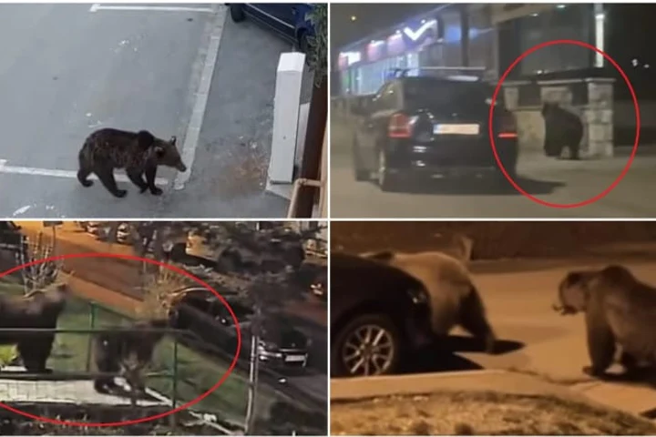Urșii revin în orașele de munte și bagă spaima în localnici: „Nu mai ieșim din case după lăsarea serii”