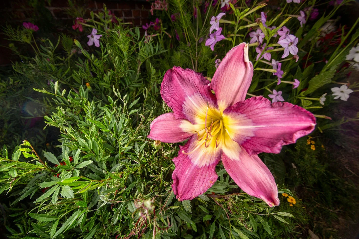 Crinul este o floare elegantă și impunătoare, cunoscută pentru forma sa distinctă în formă de trompetă și pentru petalele mari, catifelate. Este adesea asociat cu puritatea, noblețea și feminitatea, fiind una dintre cele mai simbolice flori din cultura occidentală. Crinul are o prezență vizuală puternică și este frecvent folosit în buchete, aranjamente florale și ceremonii religioase. Foto: Unsplesh.com