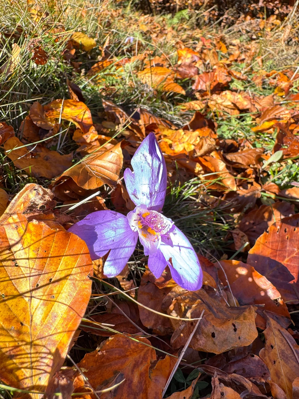 Imagine galerie articol