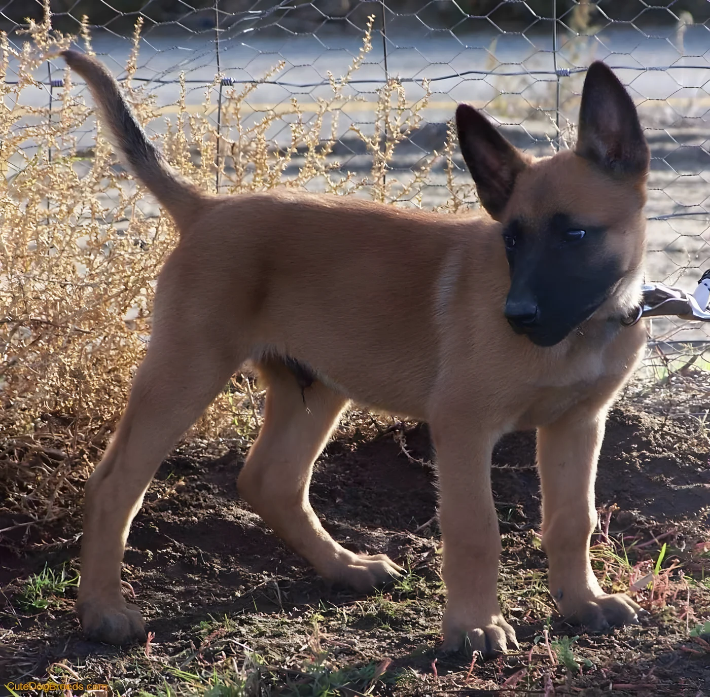 Un exemplar de Belgian Malinois, pui