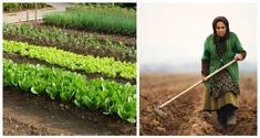 Greșeala făcută de mulți gospodari în grădina cu legume. Toate plantele se usucă și mor în câteva zile