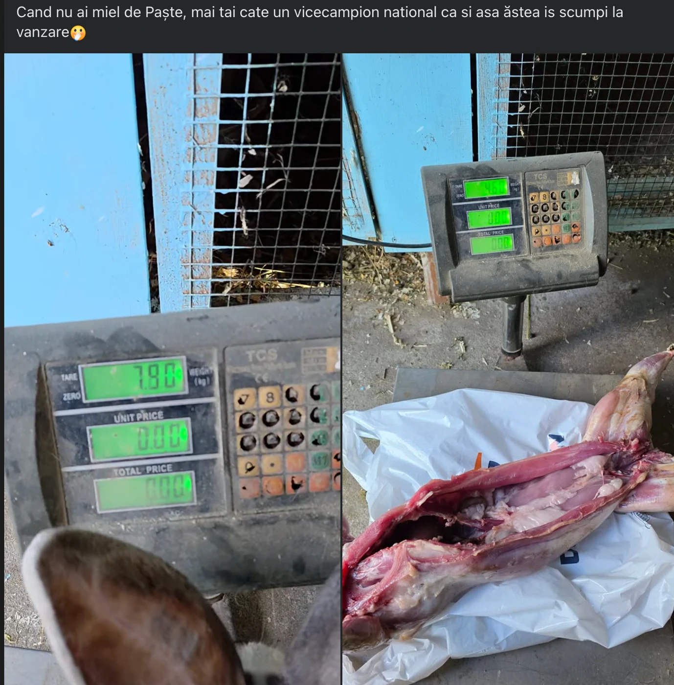 Imagine galerie articol