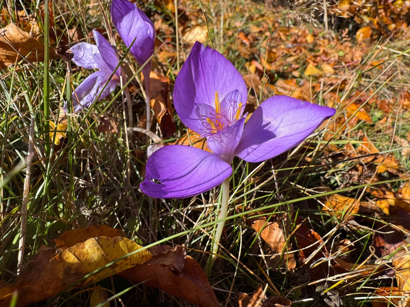 Imagine galerie articol