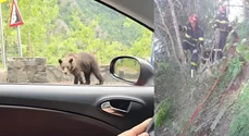 Un motociclist a fost omorât de urs pe Transfăgărășan. Bărbatul a fost atacat și tras într-o râpă