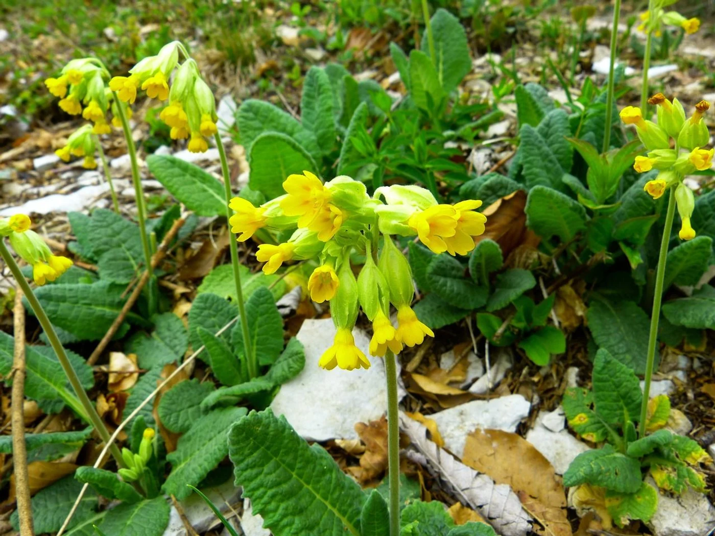 Ciuboțica cucului este o plantă medicinală care apare primăvara. Foto: Pixabay