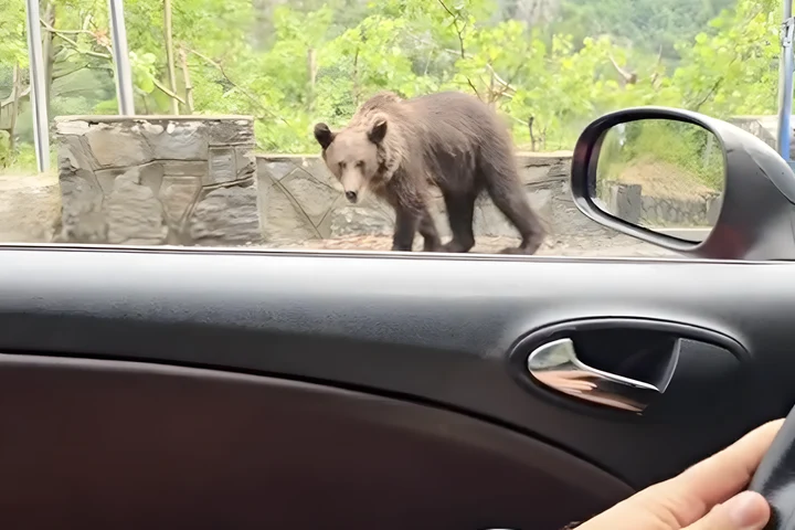 Câți urși a numărat un turist de la Bâlea Cascadă până la Vidraru pe Transfăgărășan? VIDEO