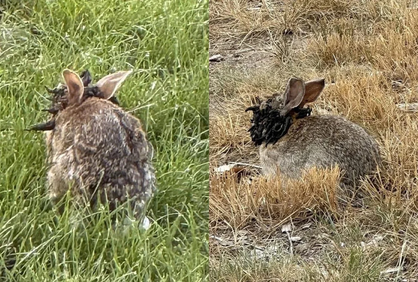 Iepurii cu coarne au fost fotografiați în Colorado. Foto: Reddit