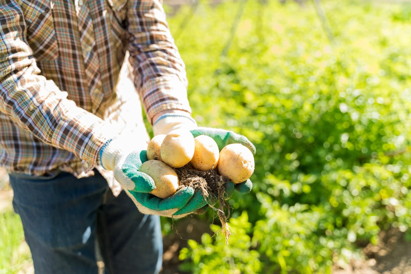 O recoltă bogată de cartofi se realizează dacă agricultorii țin cont de anumite lucruri legate de întreținerea legumelor. Foto: freepik.com