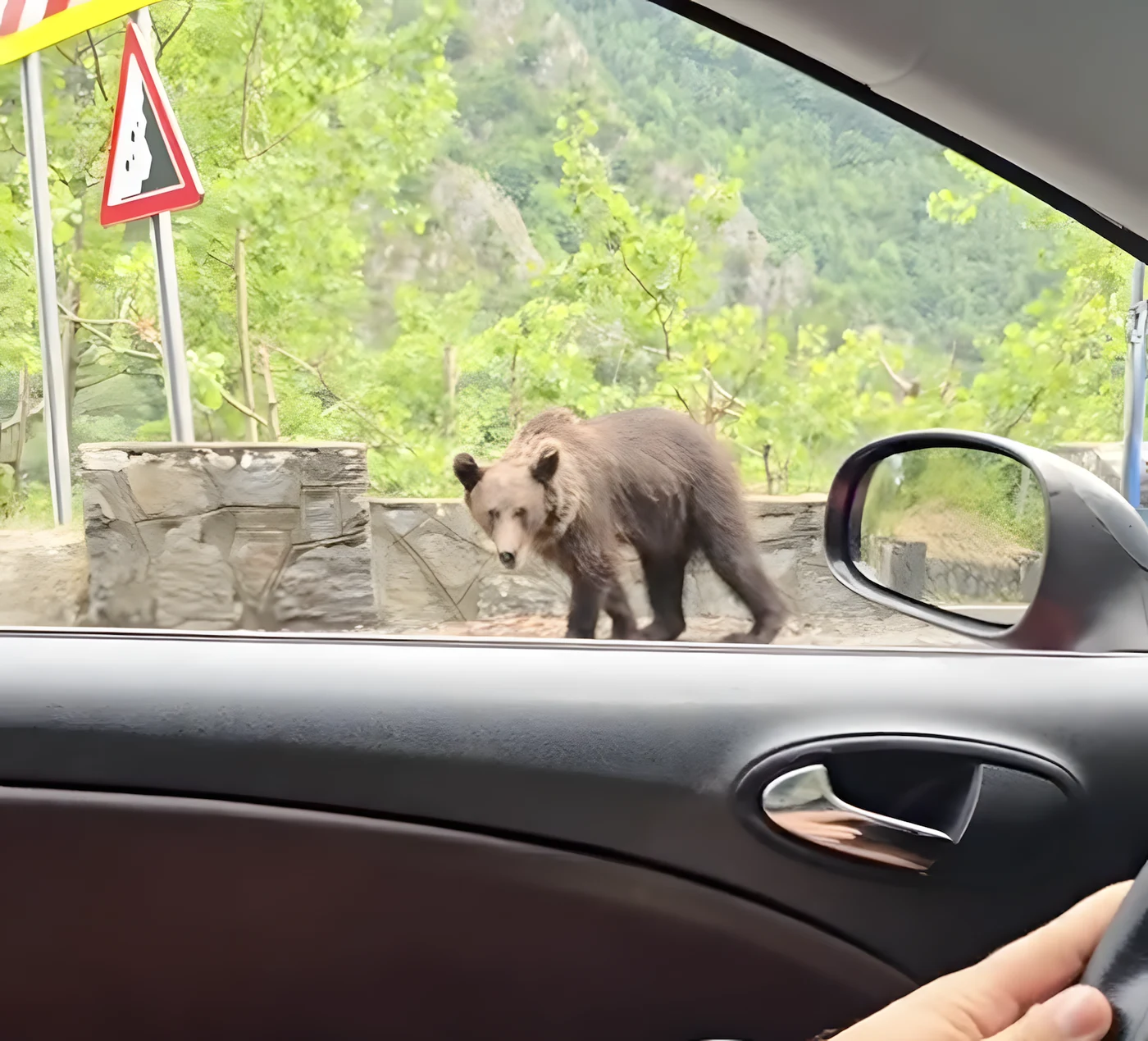 Urs pe transfăgărășan. captură tiktok