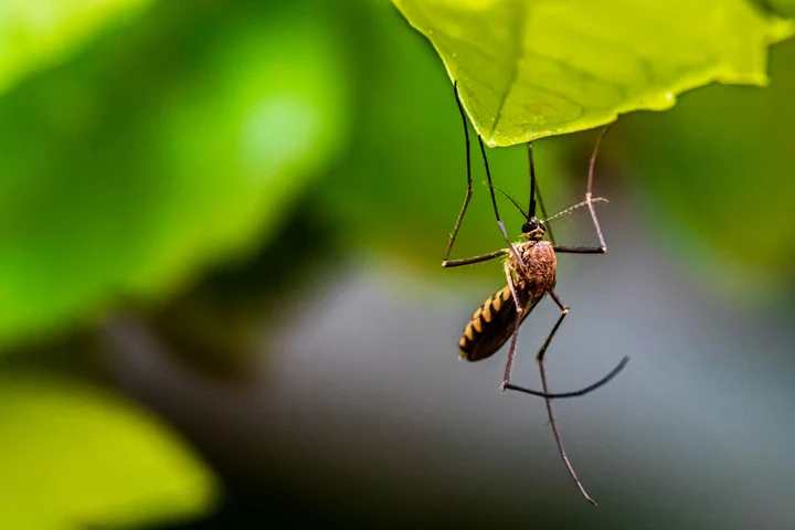 Virusul West Nile a fost identificat în România. Cum se transmite și cât de periculos este pentru organismul uman, în special pentru copii