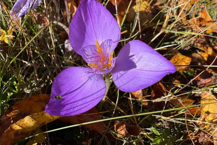 Mare grijă! A apărut brândușa de toamnă, o plantă superbă, dar otrăvitoare. La copii poate cauza chiar și moarte