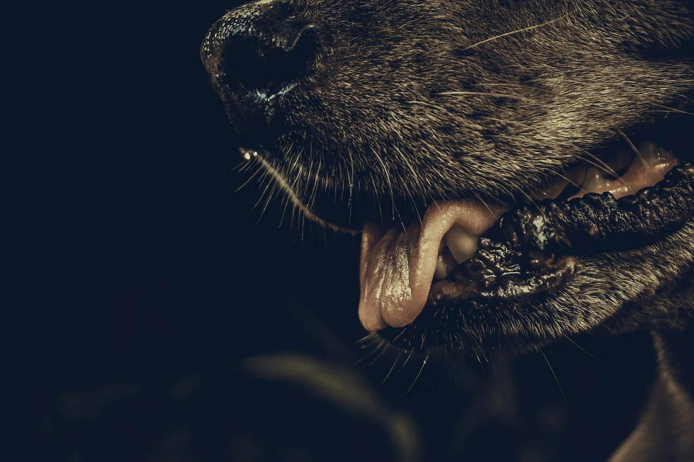 Rabia este un virus mortal. Vaccinul împotriva rabiei trebuie realizat urgent după mușcătură. Photo by Arun Narayanan / Unsplash